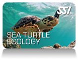 SSI_Turtle_Ecology